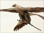 5-Microraptor