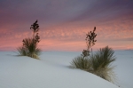 Yuca Plant at dusk - White Sands - New Mexico