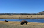 Bison_at_Fire_Hole_Canyon-1