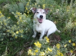 My dog Oppi - Bulgaria 2012