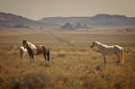 Hopi_Horses_near_Castle_Butte