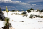 Yucca_Plant_at_White_Sands_National_Monument_2009-1