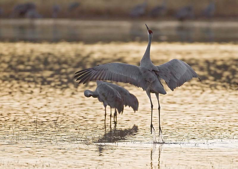 Bosque del Apache