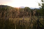 Bulgarije_-_Zomer_2011_-_1_732