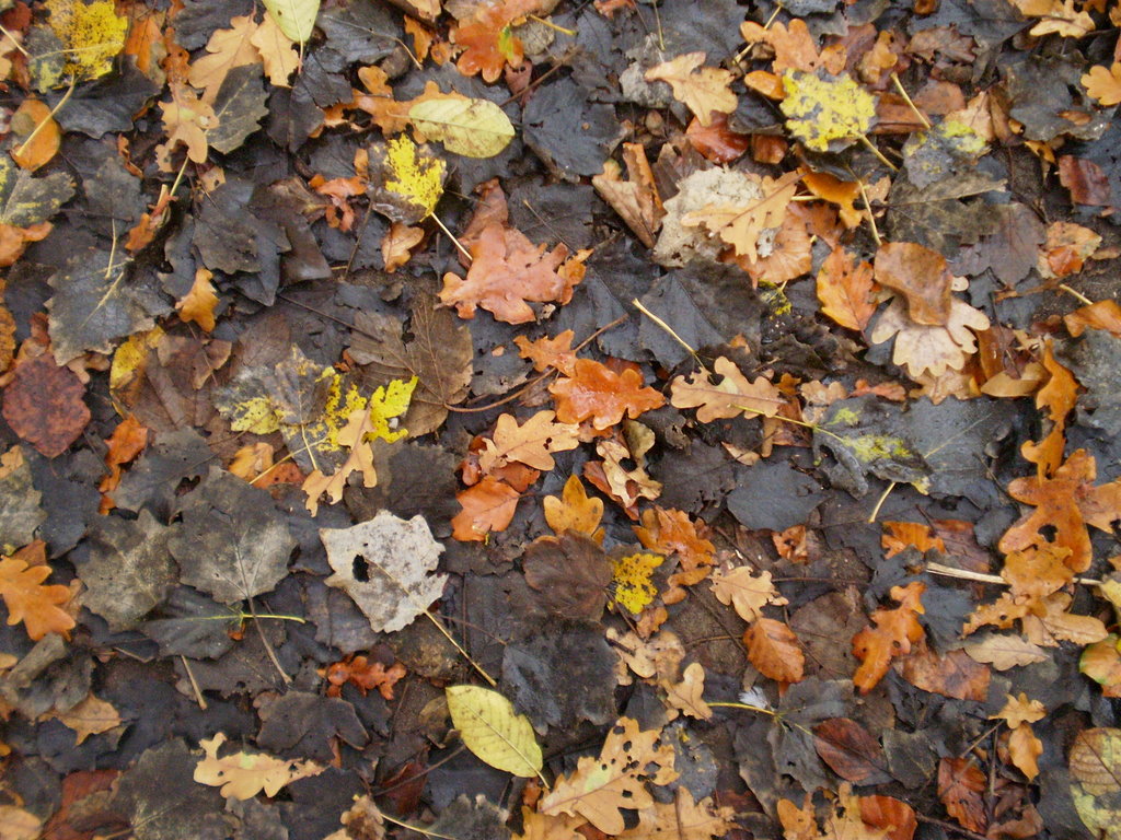 CLINGENDAEL_56_009
