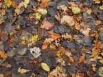 CLINGENDAEL_56_009