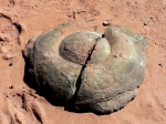 Dinosaur_Dung