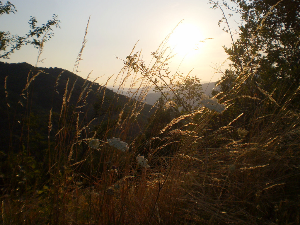 Eppo_2011-_5_504