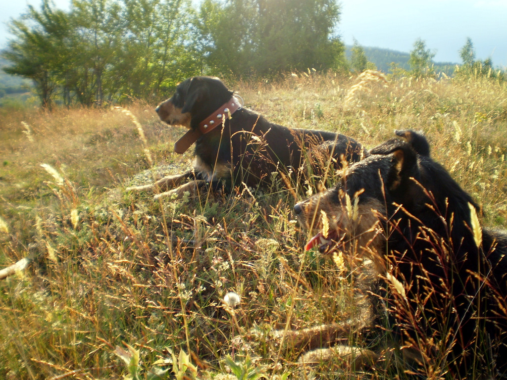 Eppo_2011_-_10_688