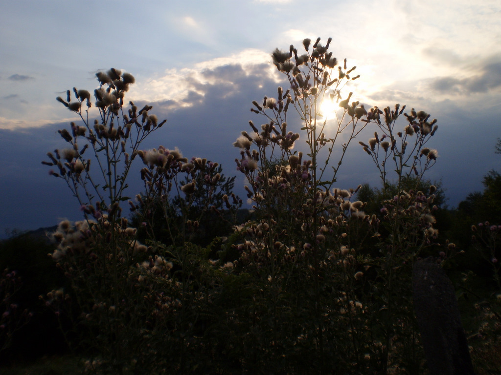 Eppo_2011_-_10_698