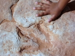 Dino front paw