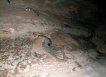 Ringtail_Cats_1_